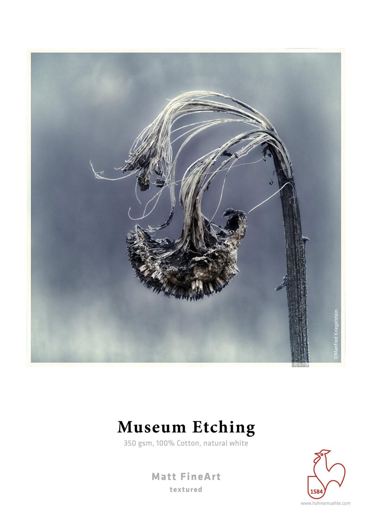 A close-up of a dried, wilted flower head is shown on a sample sheet of Hahnemuhle Museum Etching genuine art paper with premium matte inkjet coating.