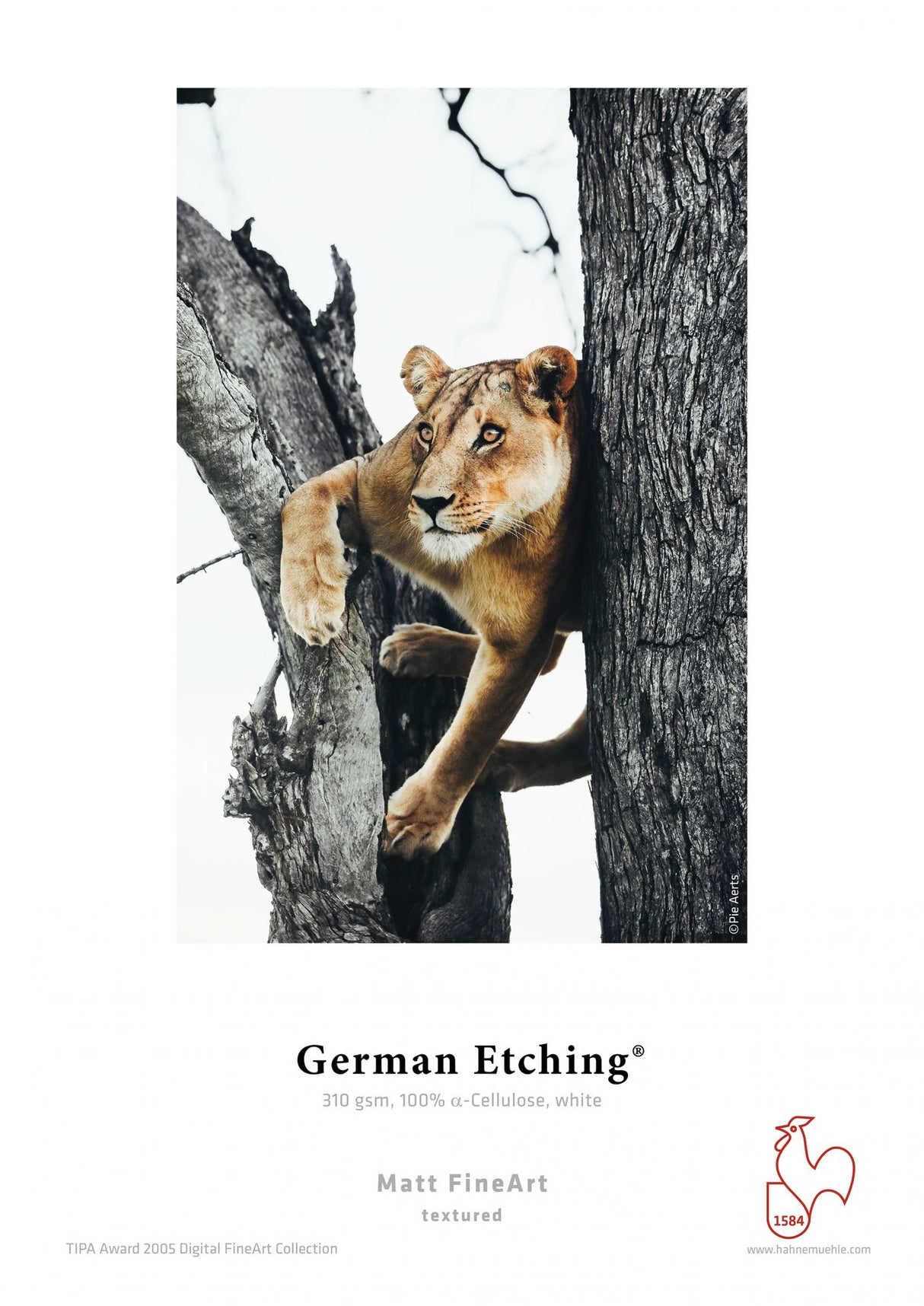 A lioness climbs among tree branches, gazing ahead. The image displays “Hahnemühle German Etching®” text, emphasizing its textured etching paper by Hahnemuhle, with a red rooster logo shown at the bottom.